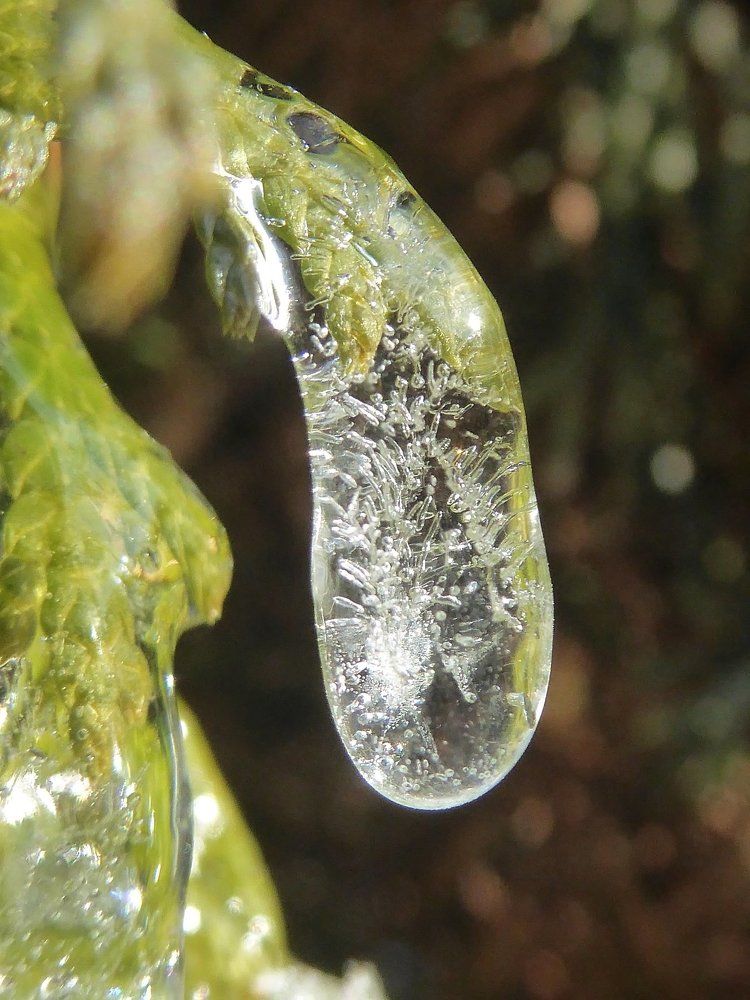 Сосулька огурец.