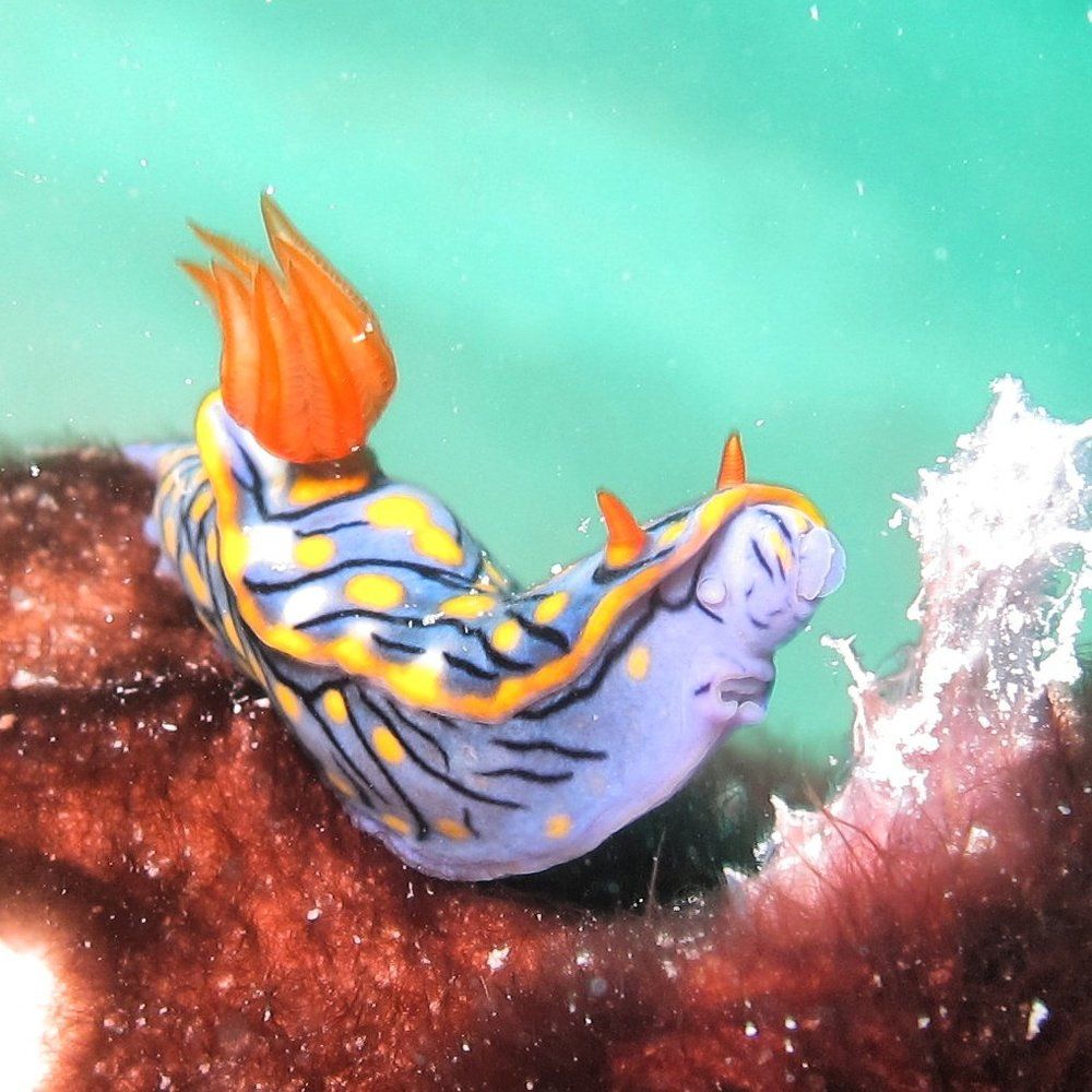 Nudi Branch