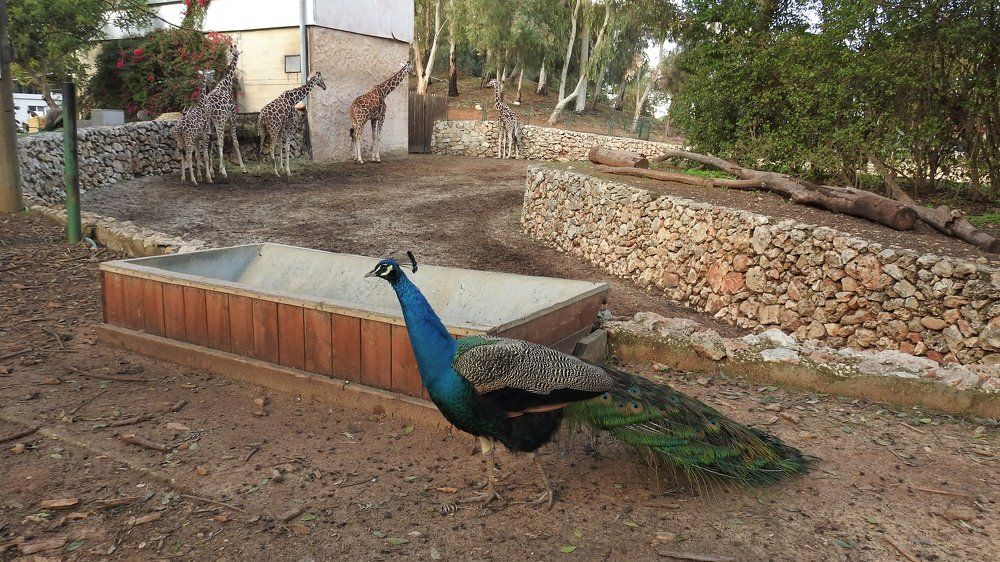 Райская птица