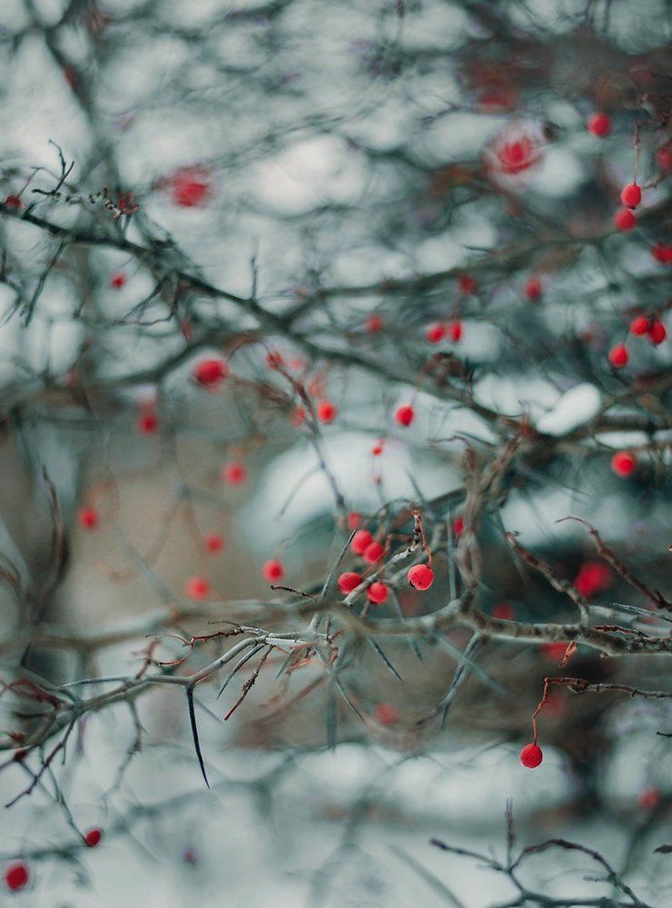 Photograph by Чернякова Анна