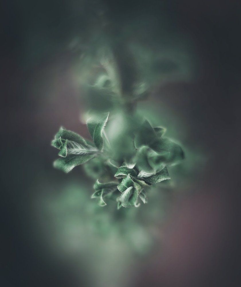 Photograph by Чернякова Анна