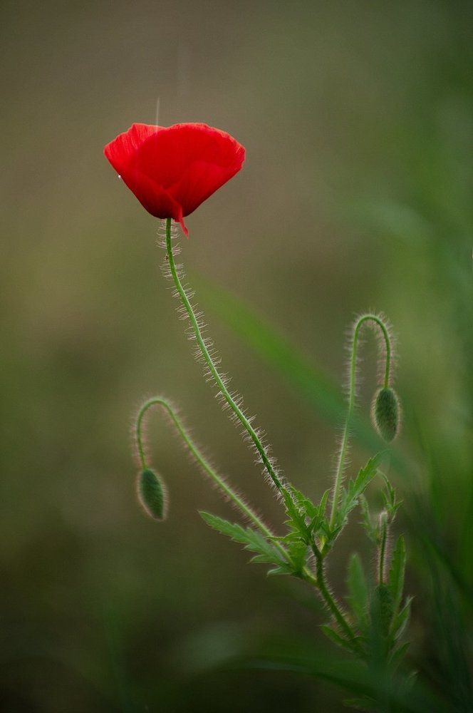 Photograph by Арсен Алабердов