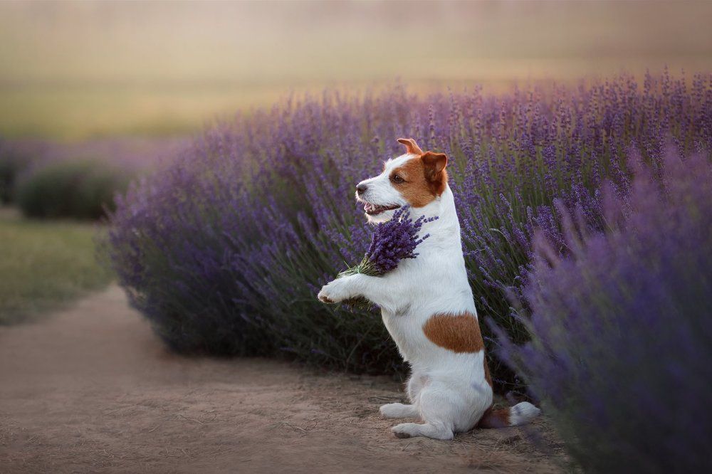 Photograph by Анна Аверьянова