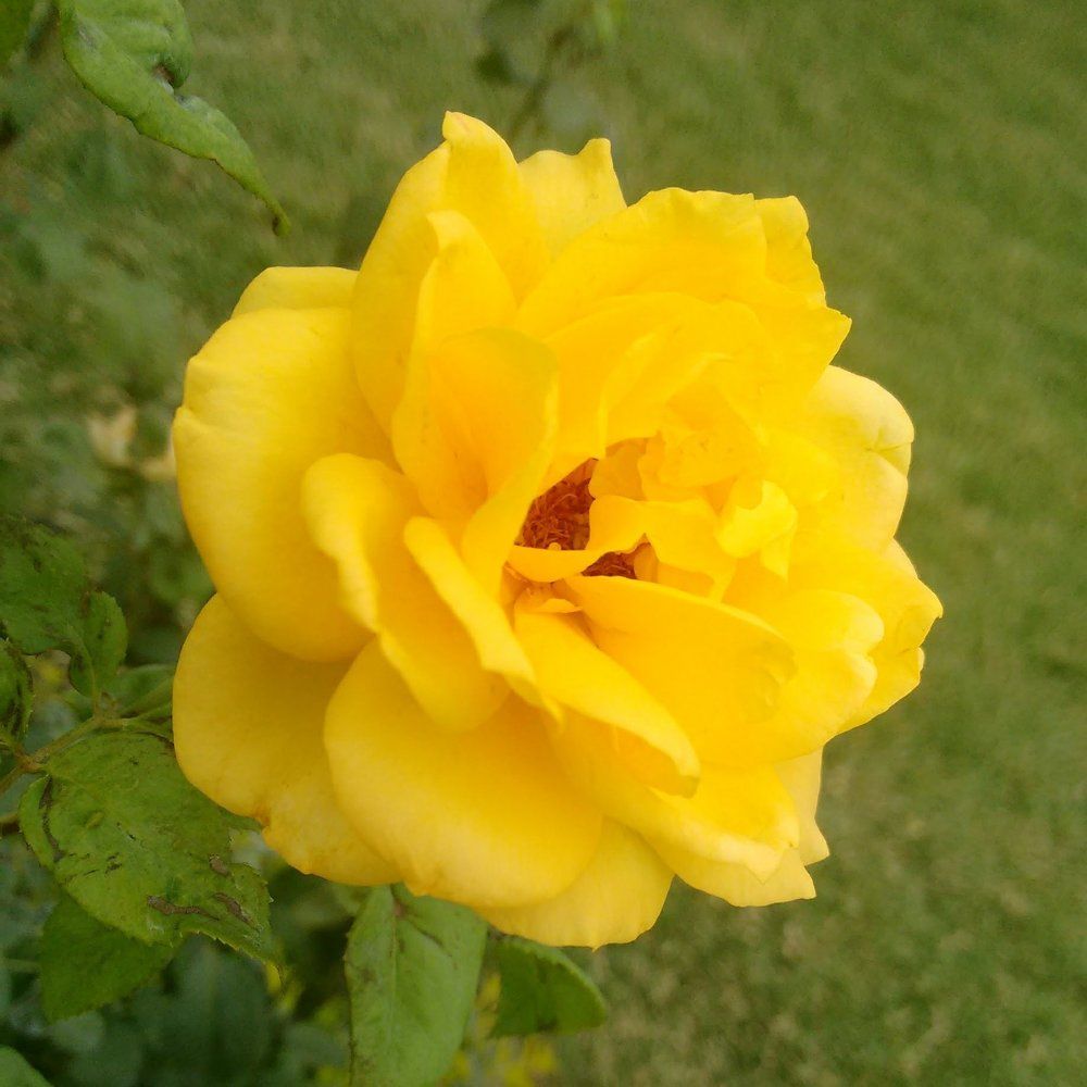 Yellow rose