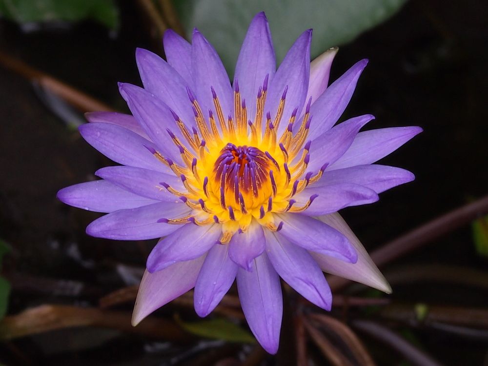 Водяная лилия