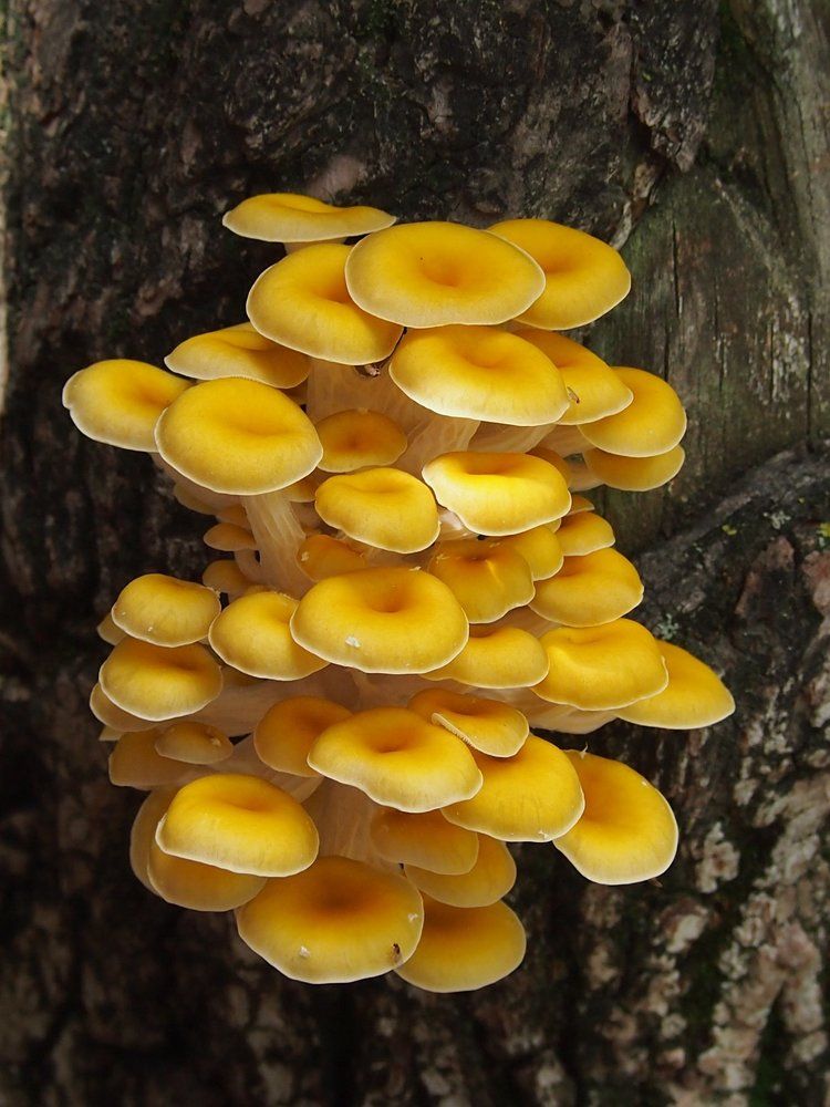 Вёшенка лимонная (ильмак)