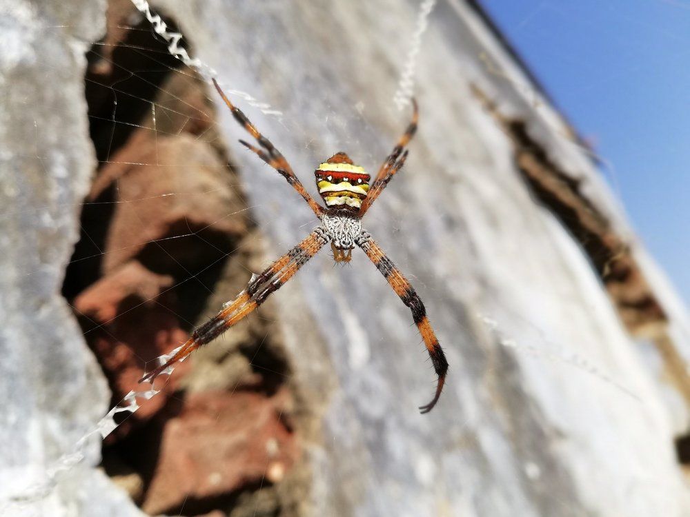 Spider