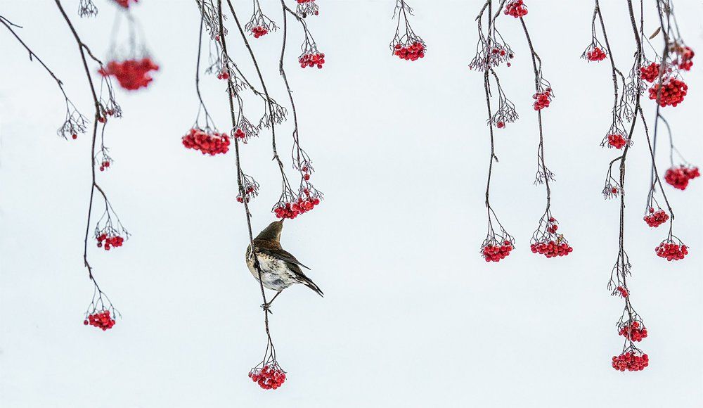 Японская живопись суми-е