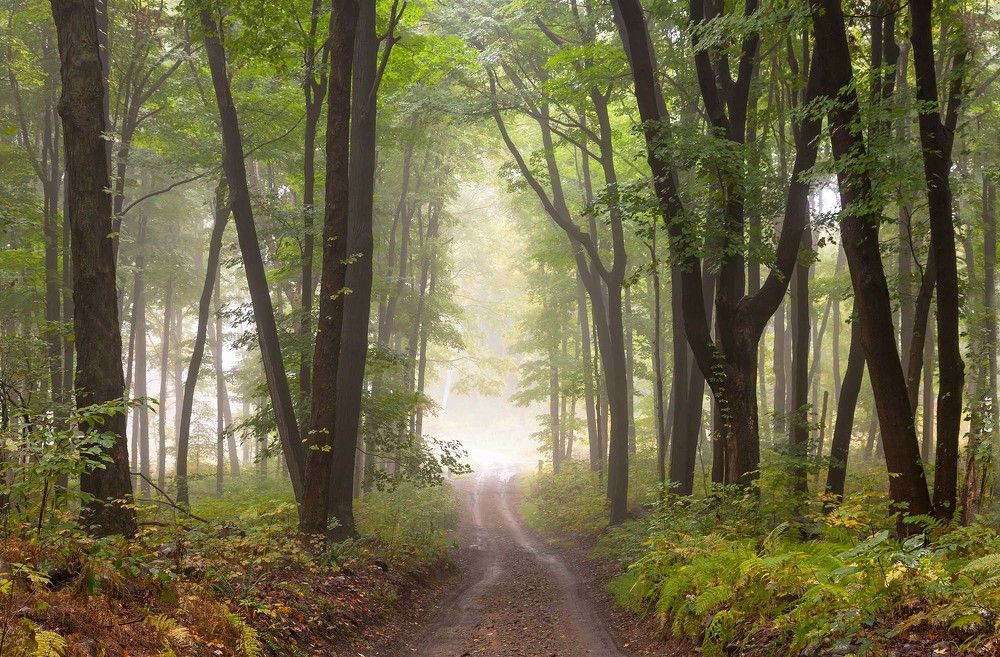В туманную даль...
