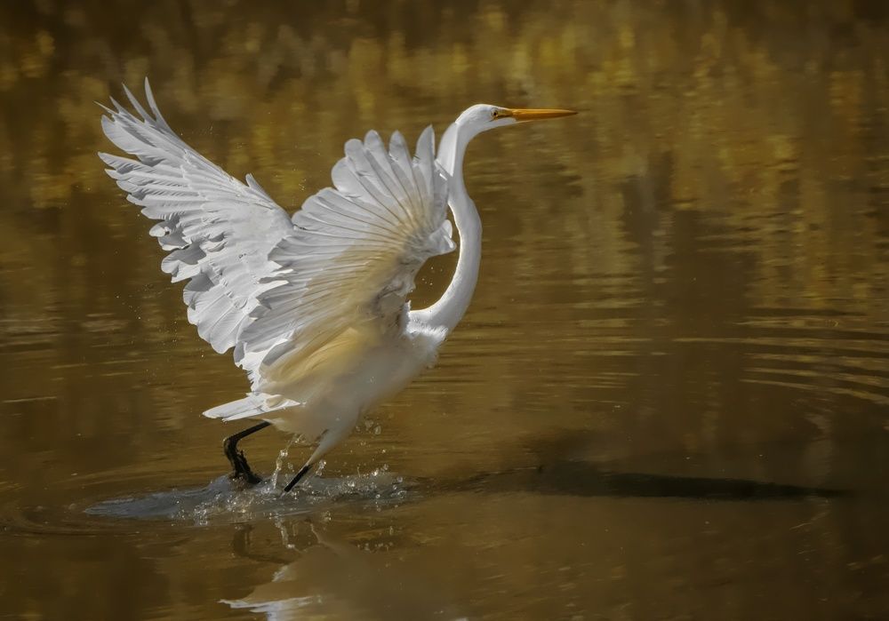 Graceful Great Egret