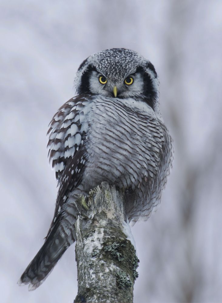 Ястребиный взгляд.