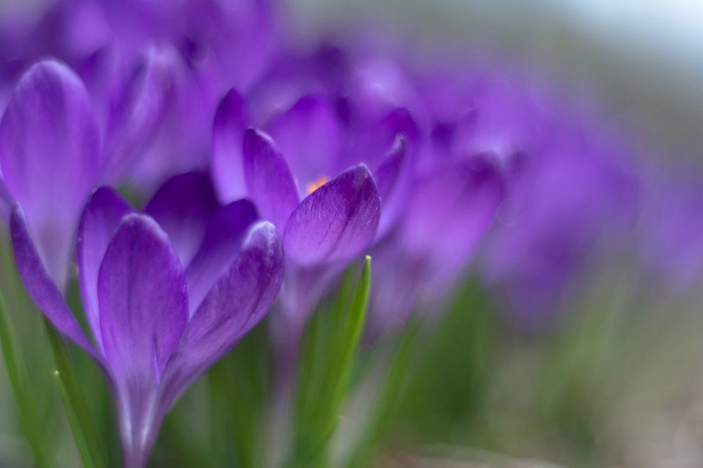 Весне дорогу...