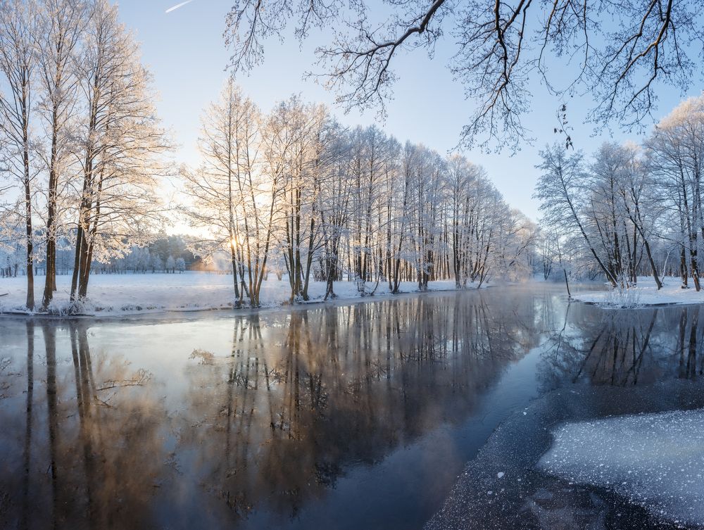 Краски зимнего леса