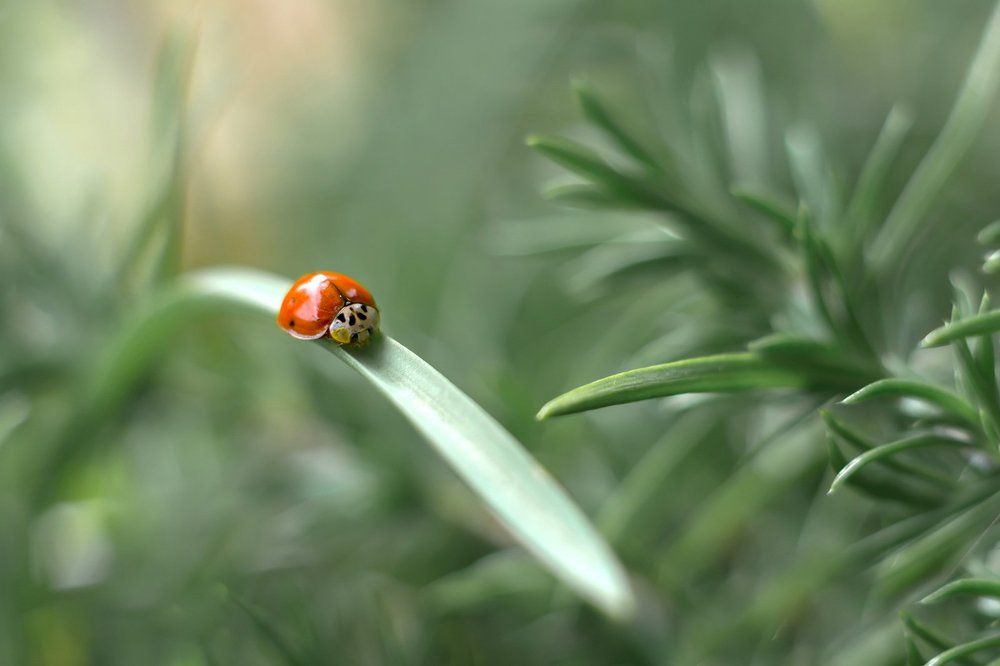 Только бы не упасть...
