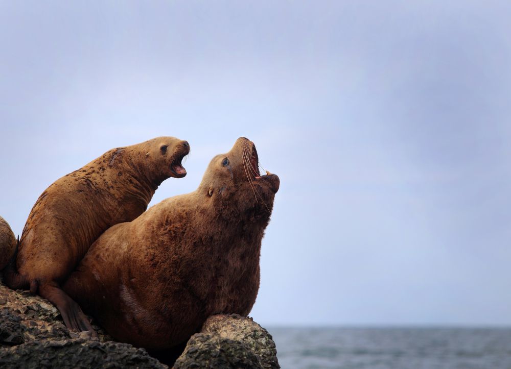 Сивучи на Сахалине.