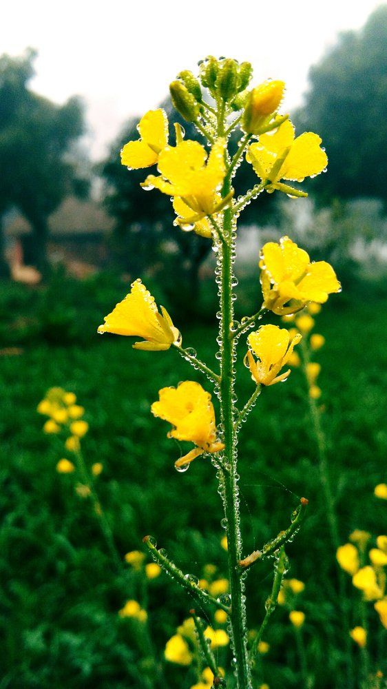 A mustard plant