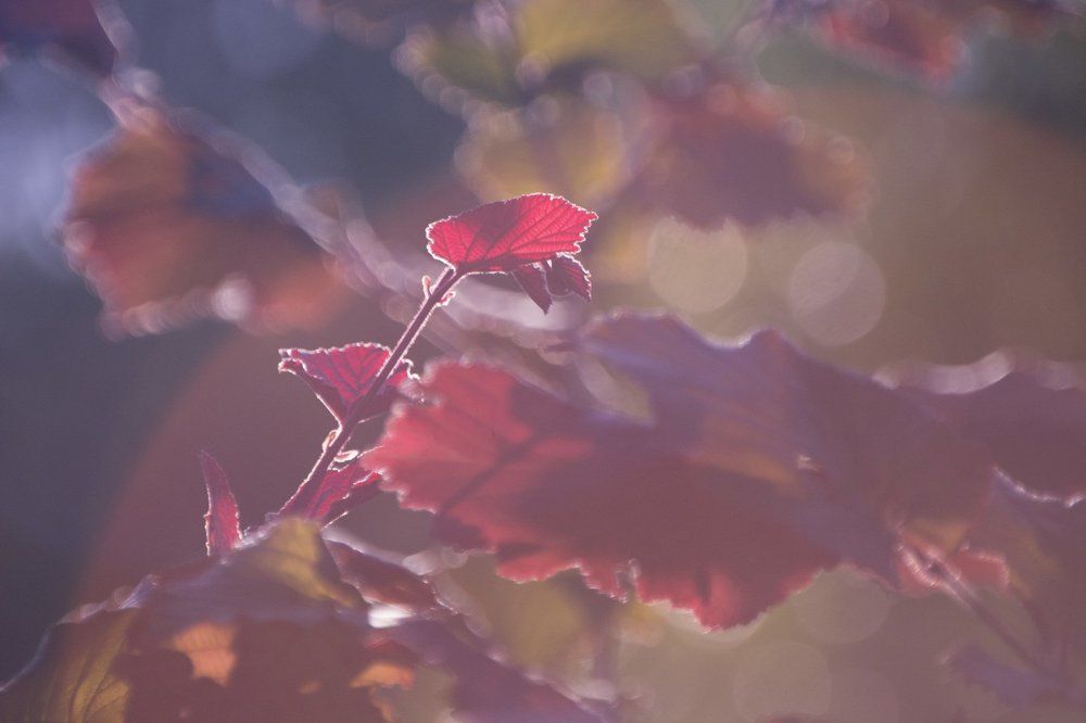 Photograph by Яна Кобелева