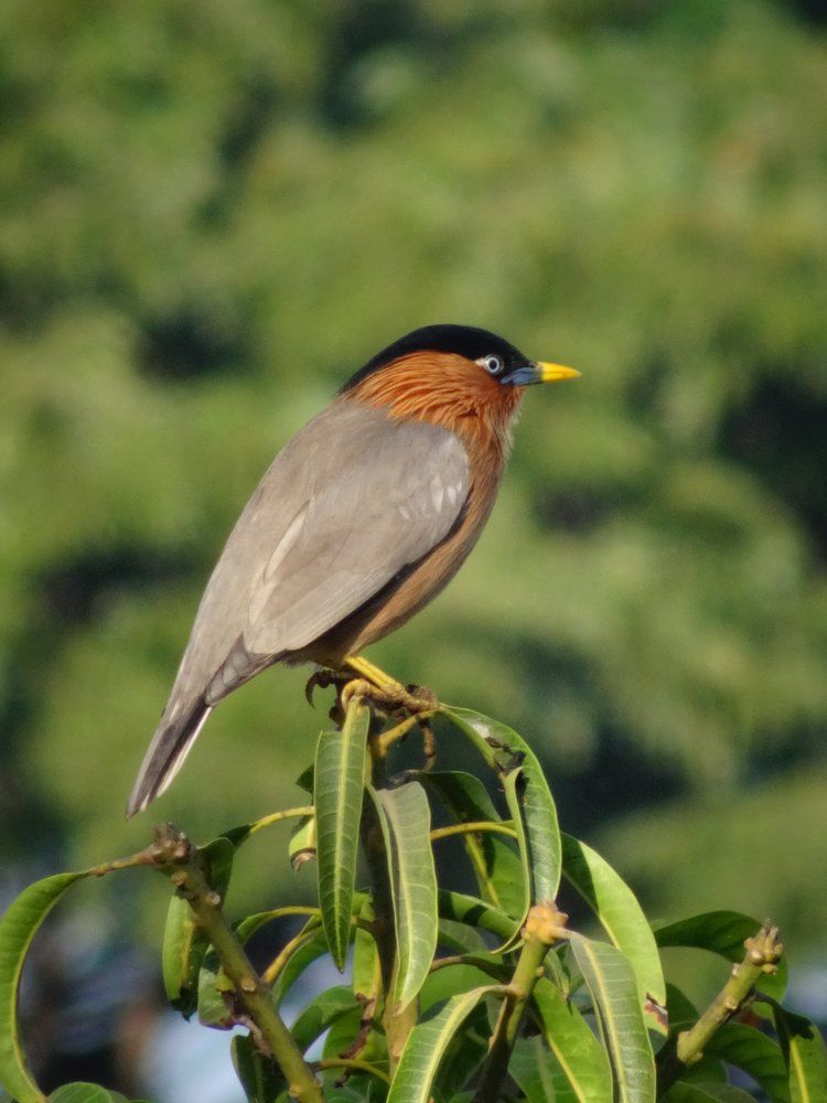 Bird Caught IN Frame
