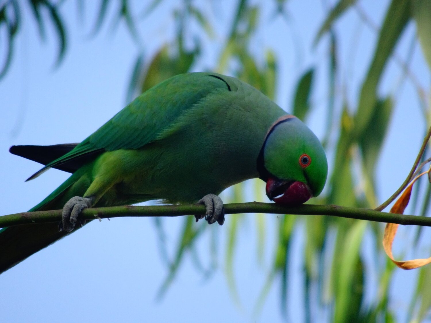 BIRD Caught In FRAME