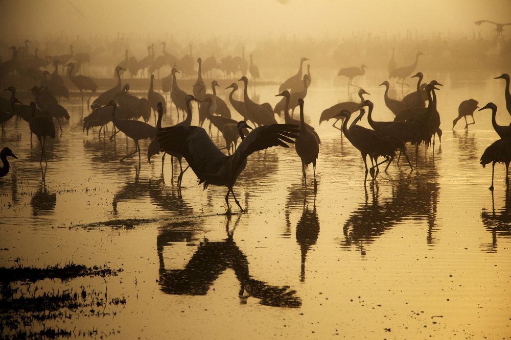 Photograph by Ирина Костенко