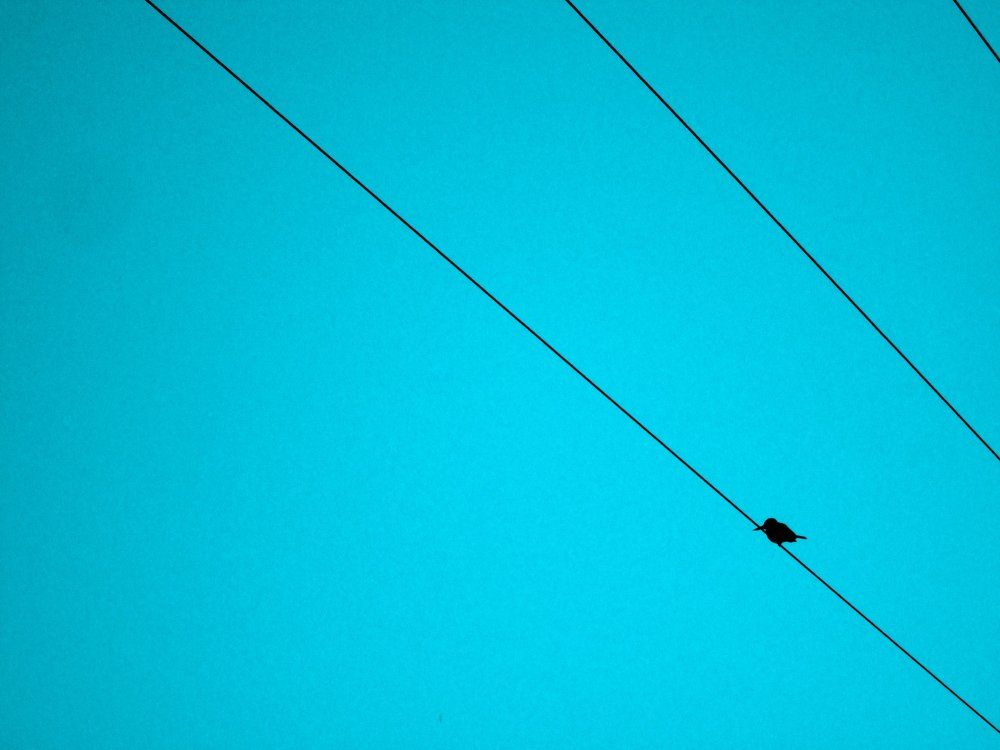 You call me as bird