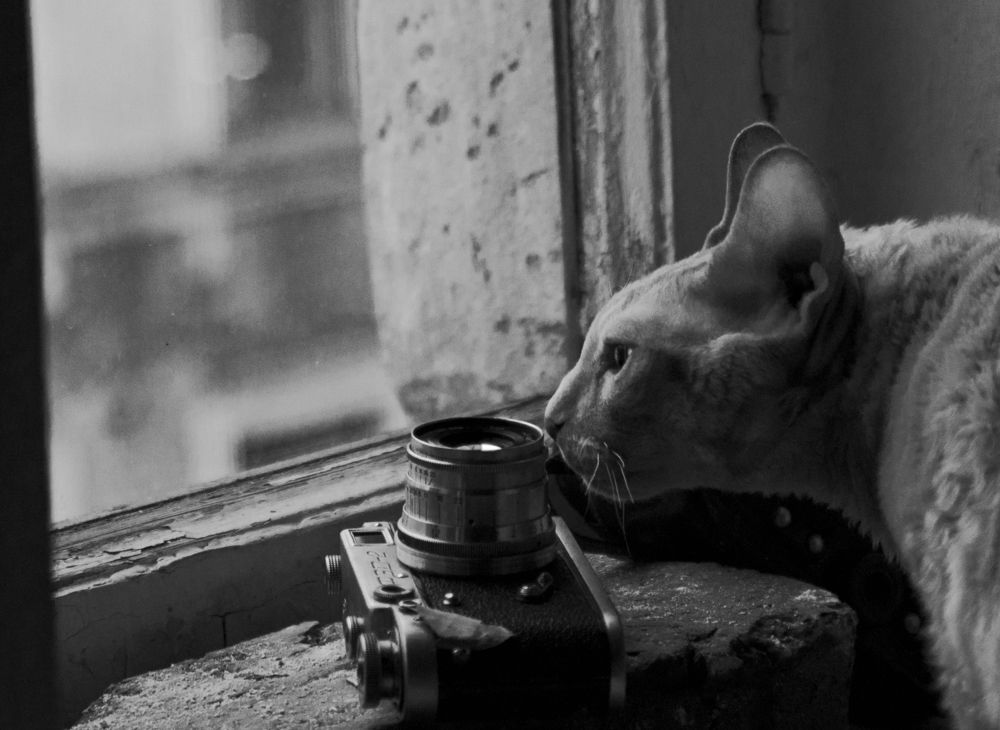 "Life on my windowsill" (Sheltn Small Magic Bast)