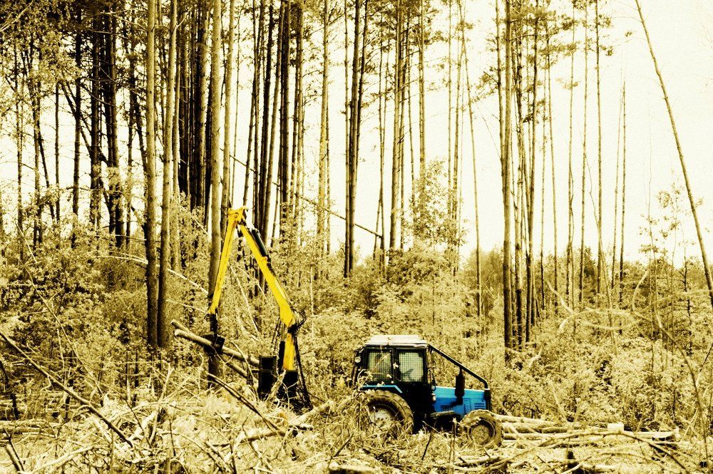 вырубка леса/deforestation