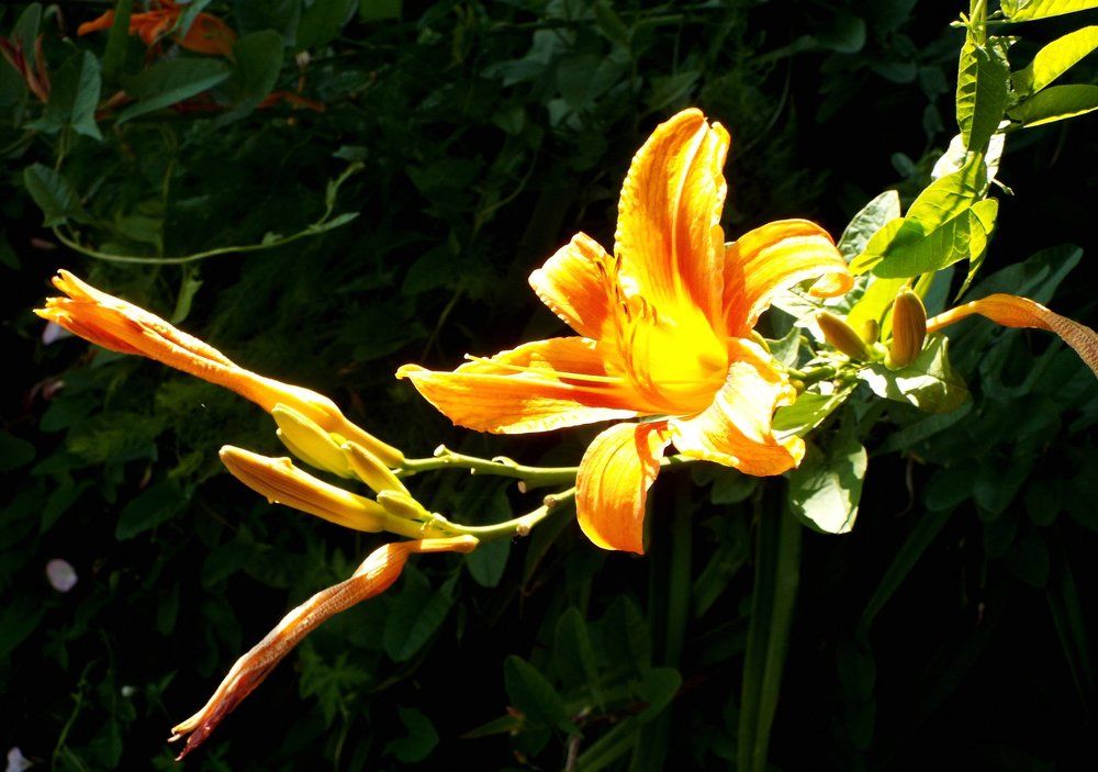 Photograph by Ирина