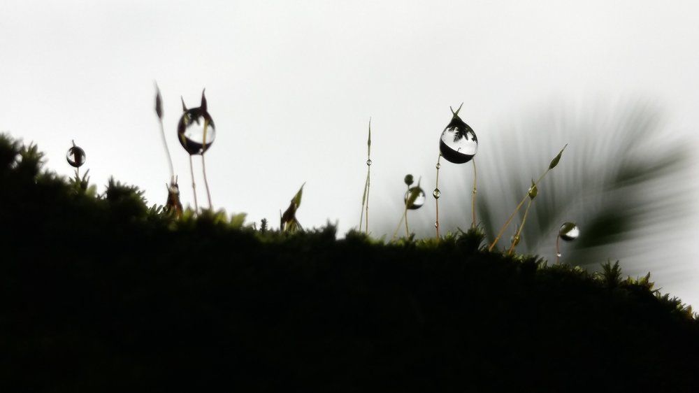 Rain drops