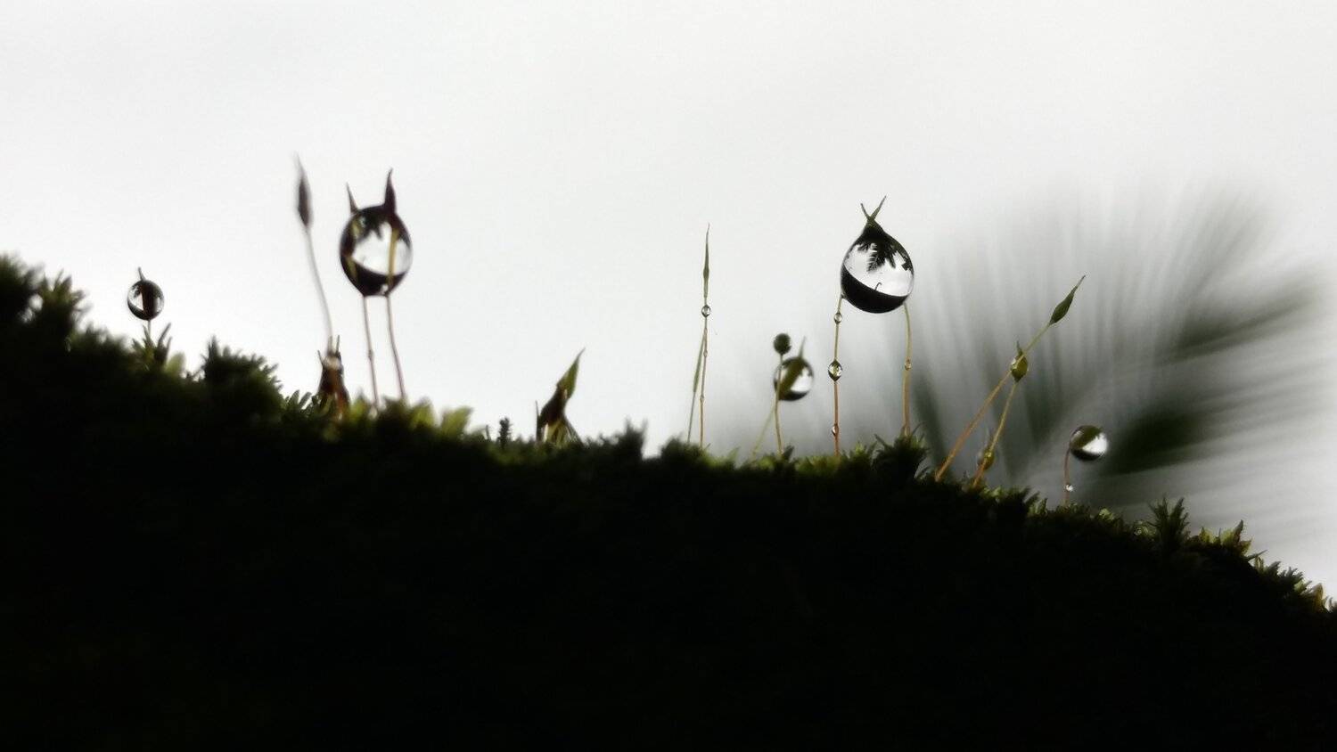 Rain drops