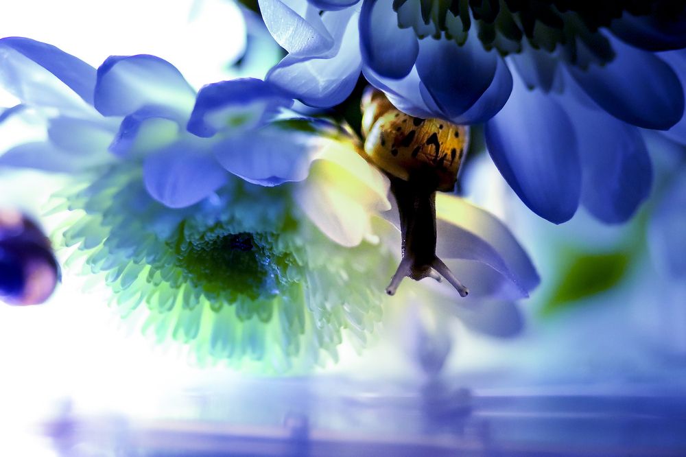 цветущий мир