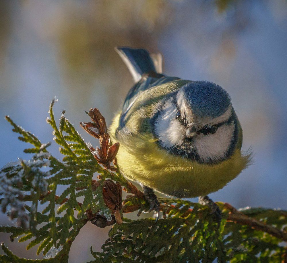 Этюд с лазоревкой
