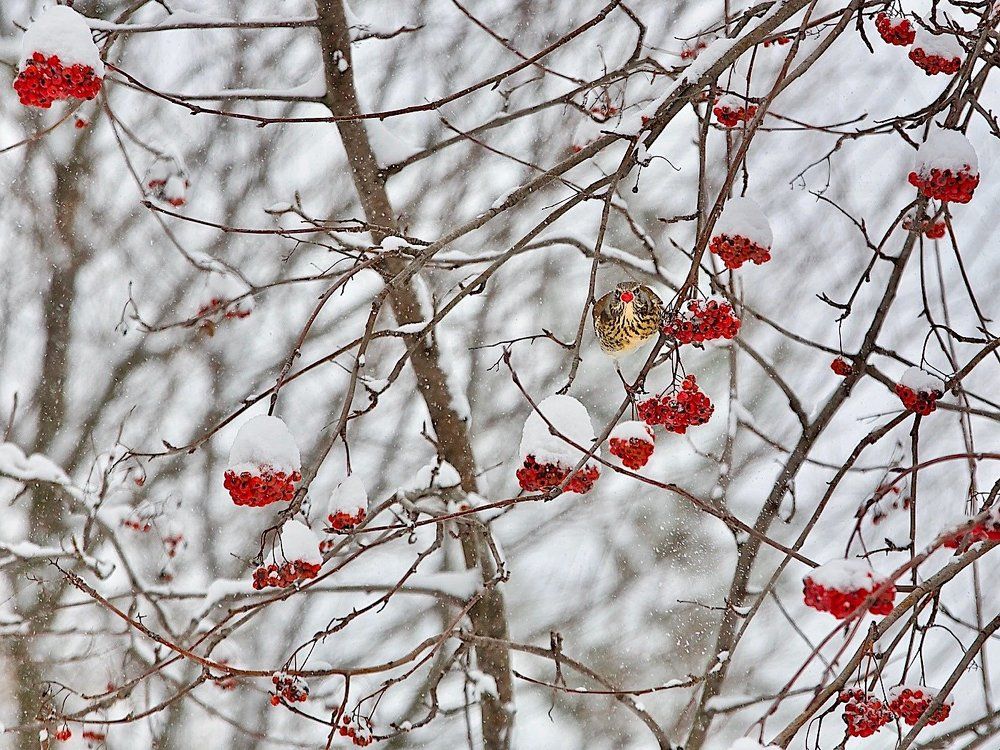 снег выпал только в январе