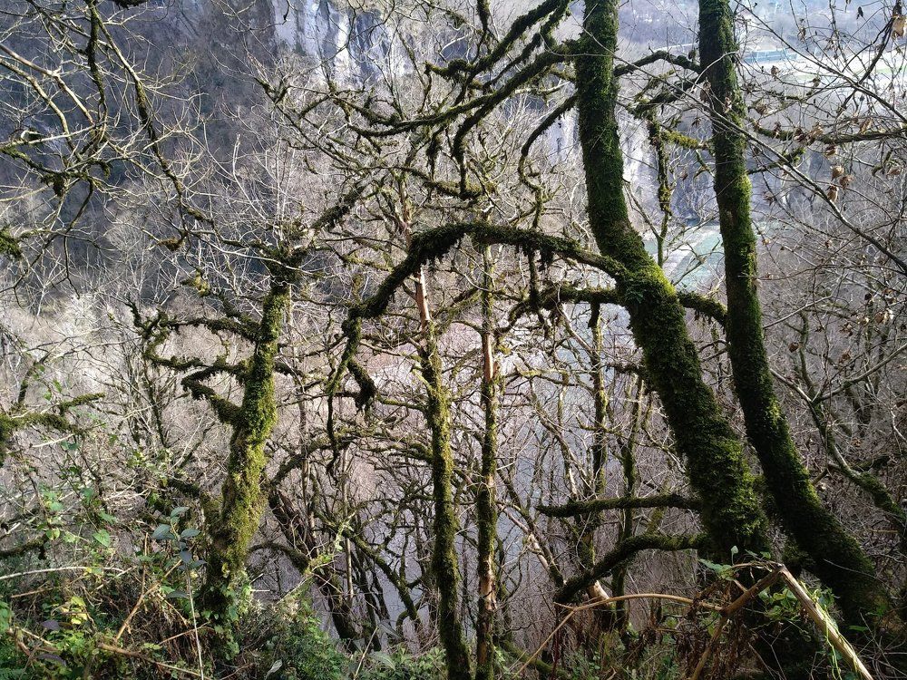 Сказочный лес