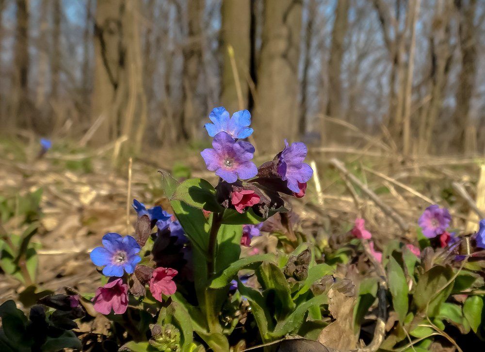 Подснежники