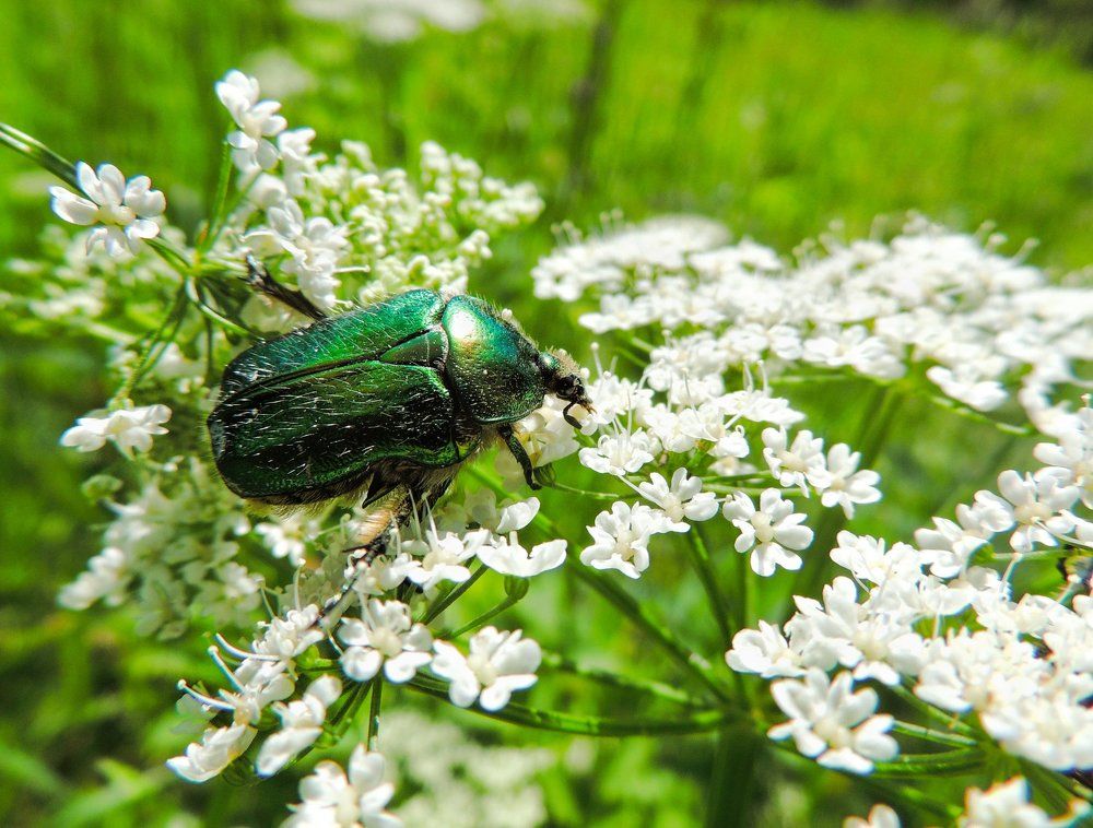 Жук бронзовка