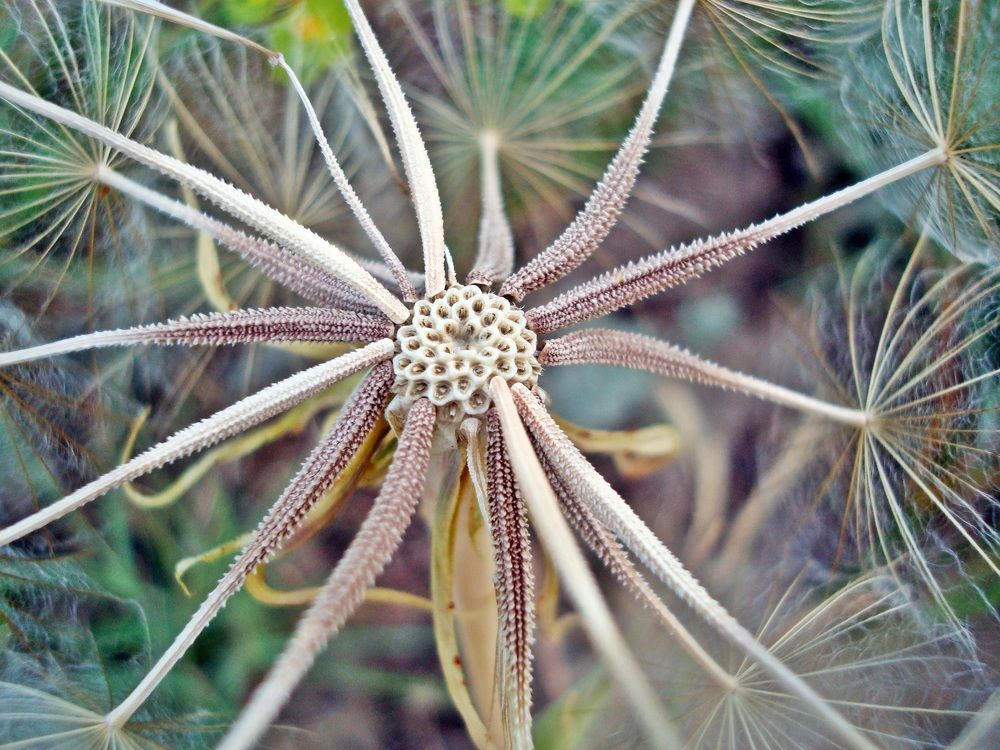 amazing cosmic flower