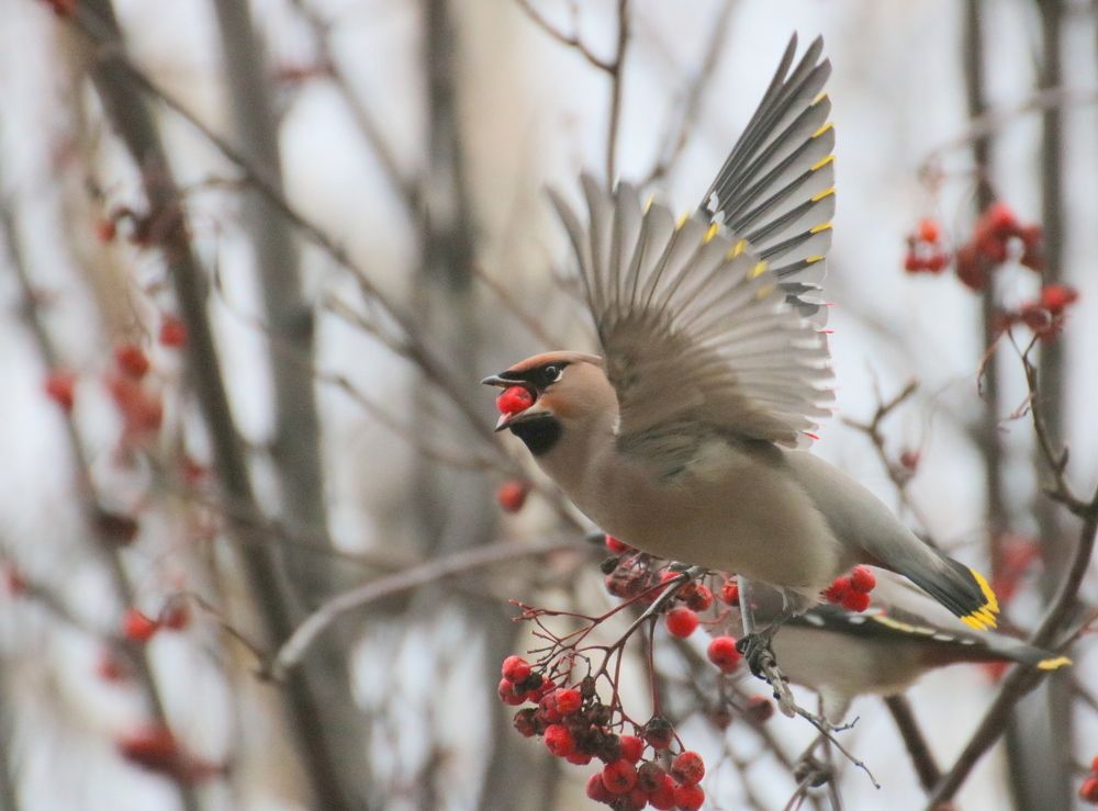 Свиристель
