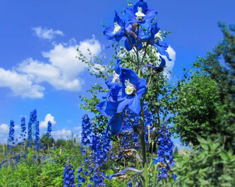 Дельфиниум