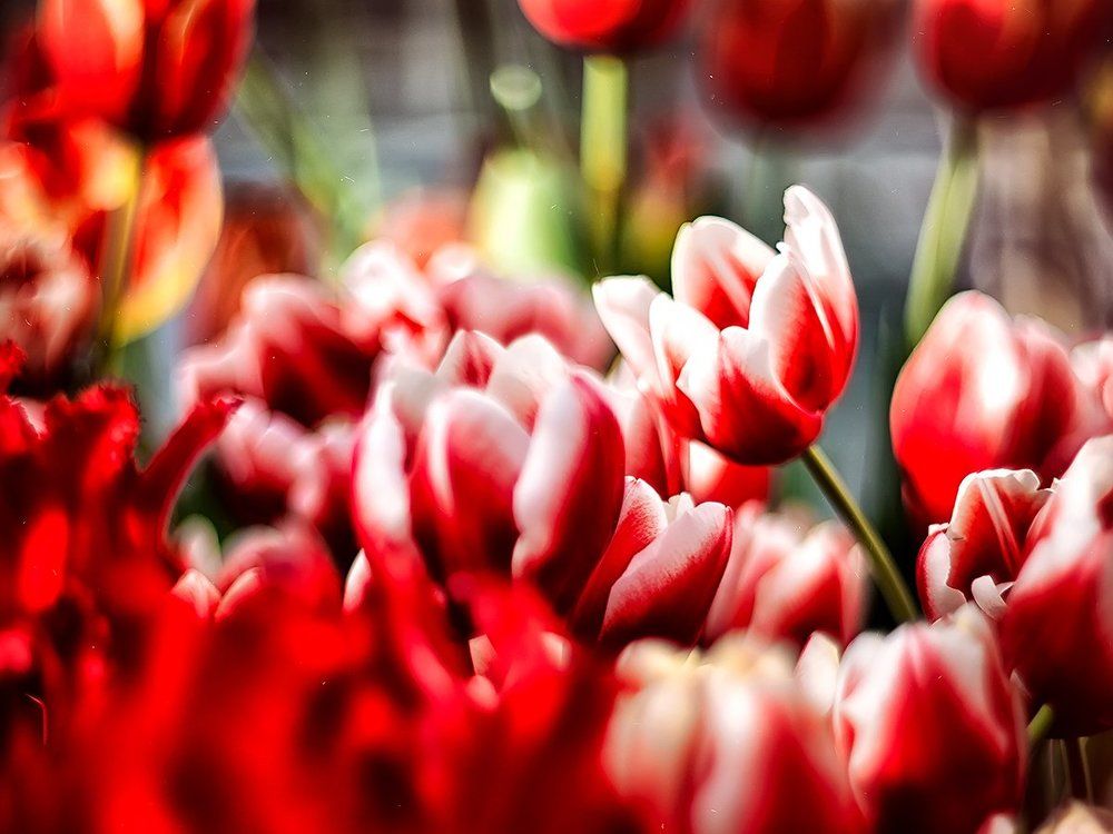 В Аптекарском огороде