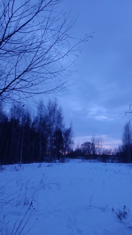 Зимний лес