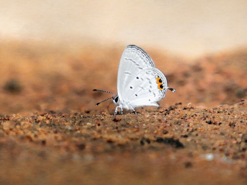 Little scared butterfly