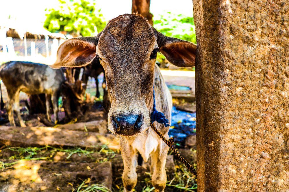 Save Animals (Nature)