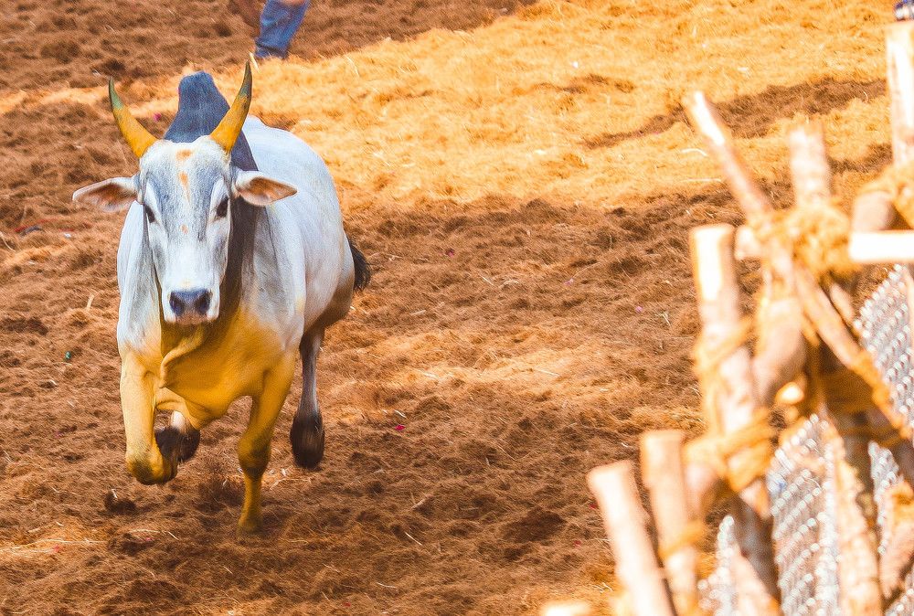 Jallikattu-Madurai