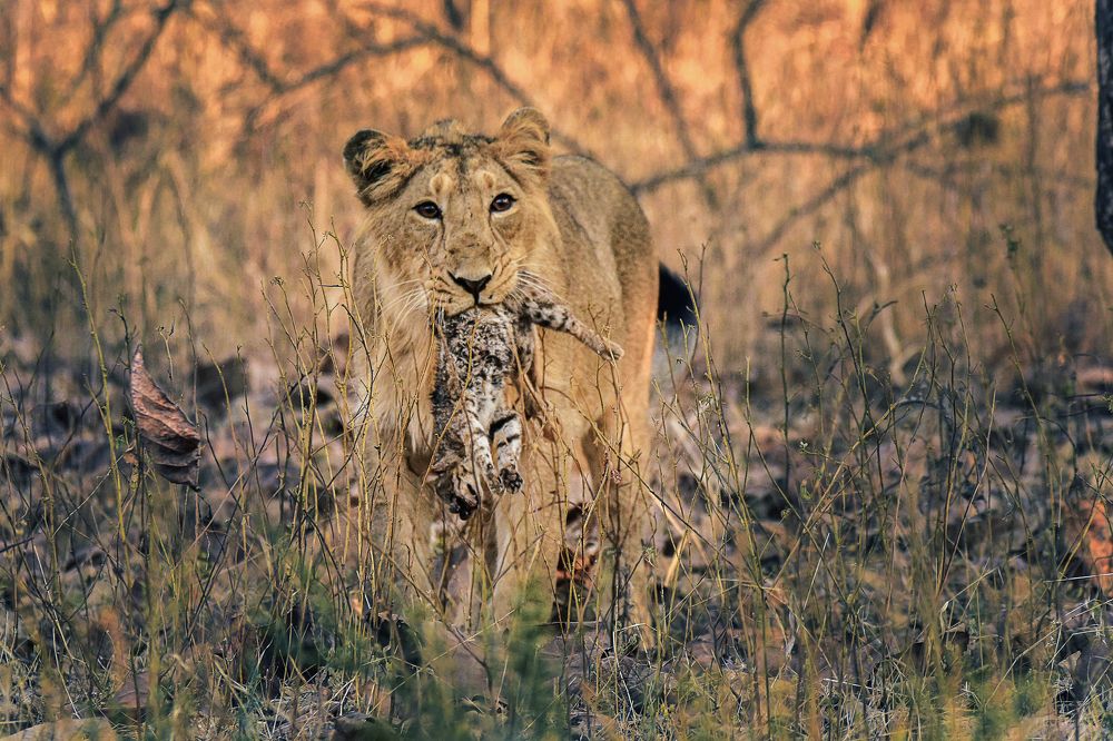 Biggest cat kills the smallest cat