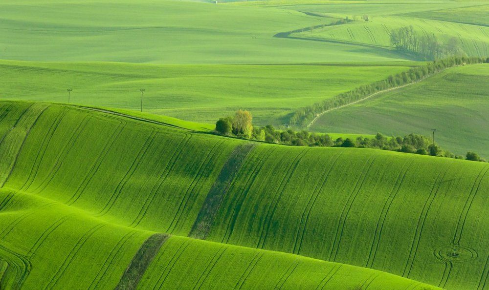 Поля Моравские