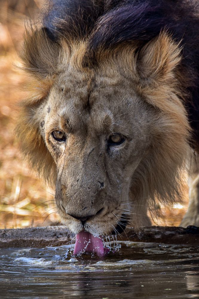 Thirsty King