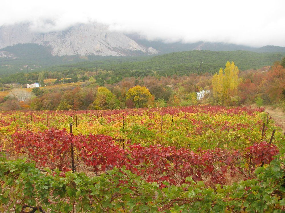 виноградники