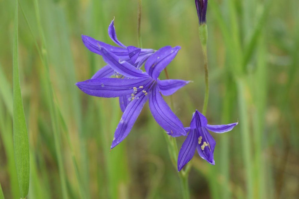 Wild Flower's closeup