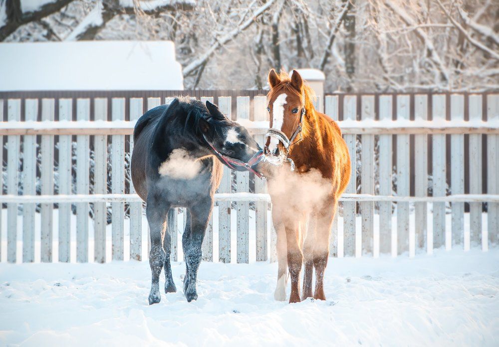 Может это любовь...
